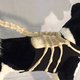 Illustration for article titled Your Dog Will Never Appreciate How Great This emAlien/em Facehugger Leash Is